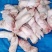 肥猪2.4号肉现货厂家发货冷冻副猪产品