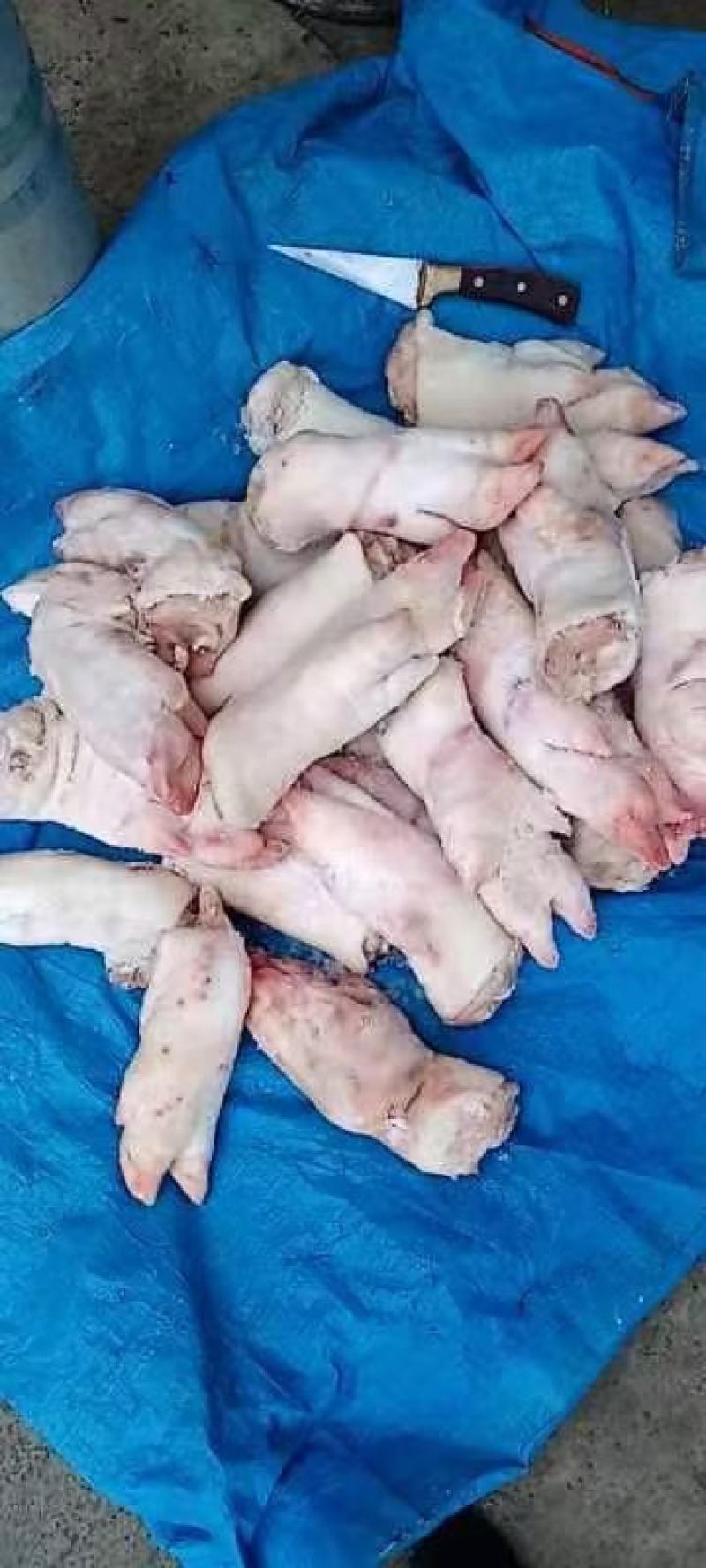 肥猪2.4号肉现货厂家发货冷冻副猪产品
