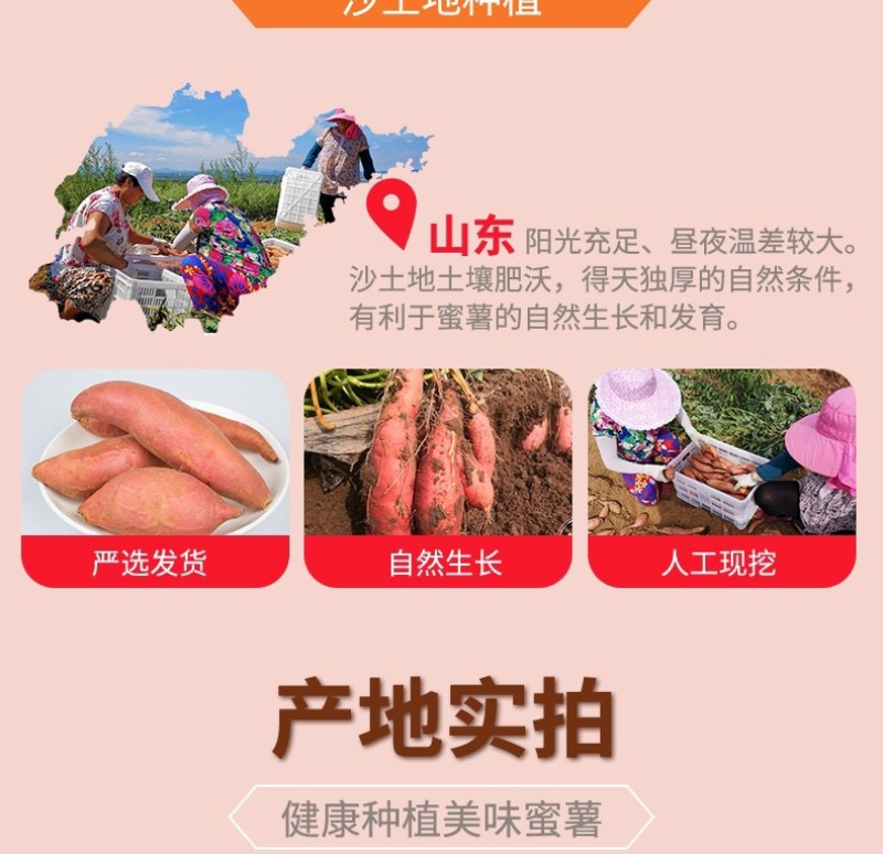 烟薯25蜜薯烤薯一件代发产地直发保质保量对接电商抖手