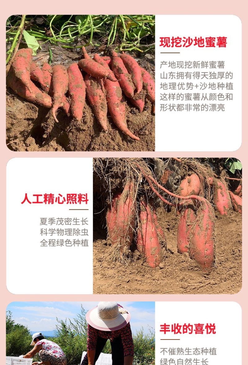 烟薯25蜜薯烤薯一件代发产地直发保质保量对接电商抖手