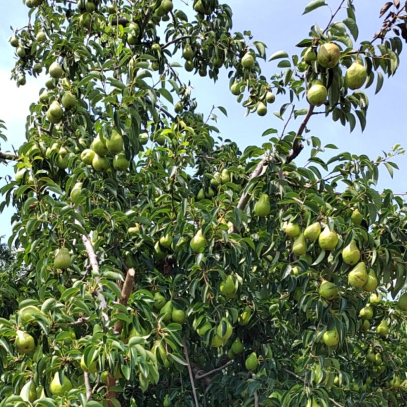 烟台阳梨