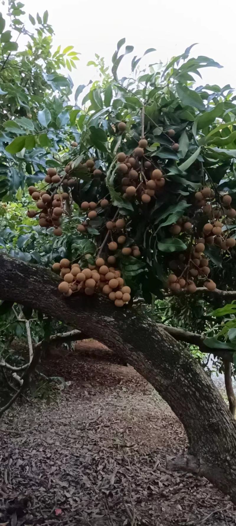广西平南，石硖龙眼，储良龙眼桂圆肉