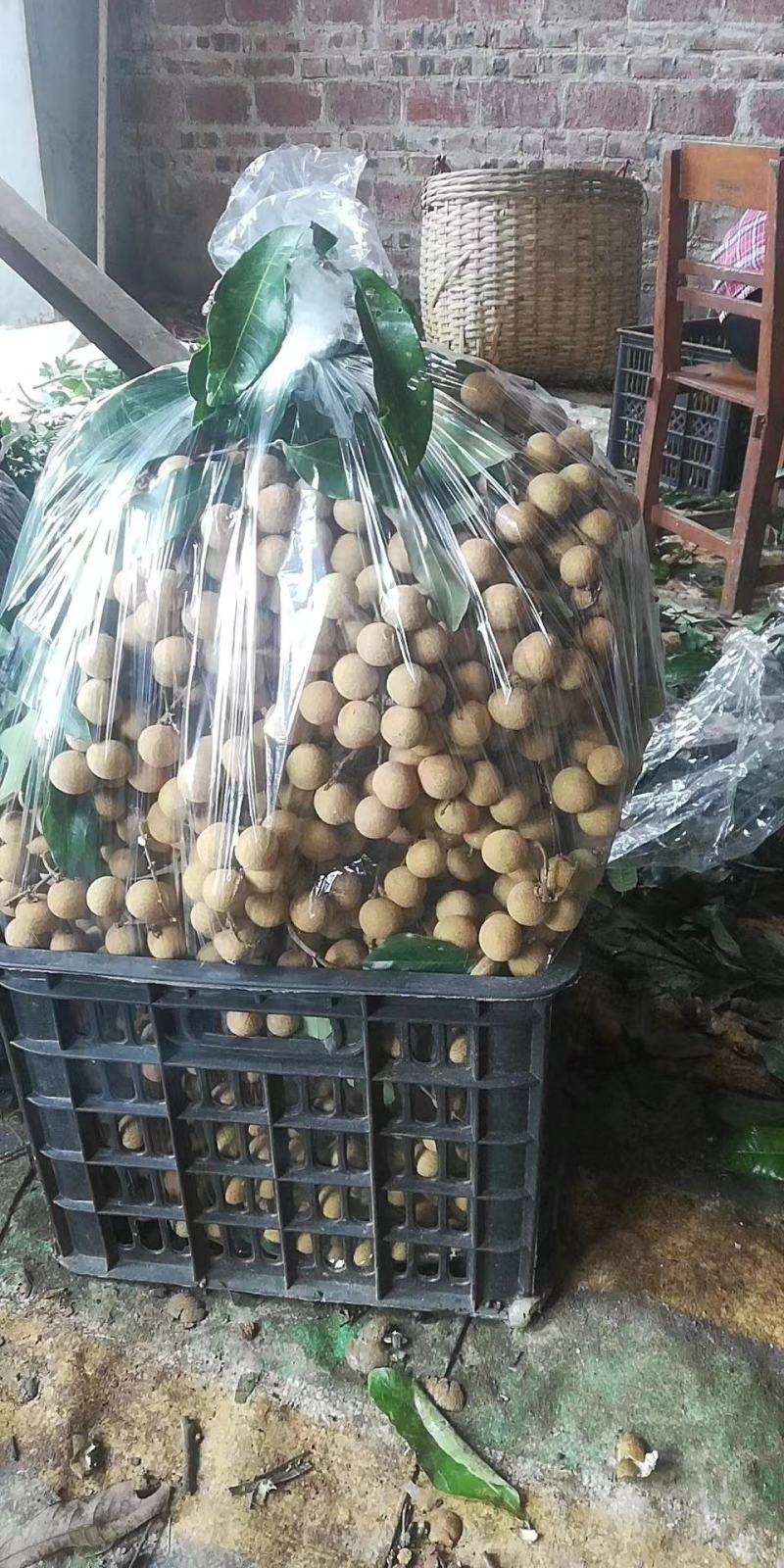 广西平南，石硖龙眼，储良龙眼桂圆肉