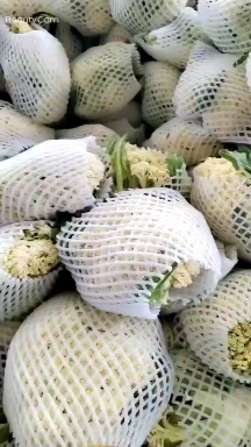 （精品）白面青梗散花，提供包装，诚信代办，畅销全国各地