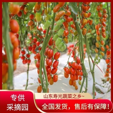 包邮【采摘园推荐】口感型红花生圣女果苗糖度、产量高