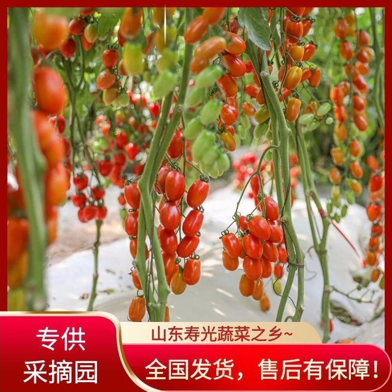包邮【采摘园推荐】口感型红花生圣女果苗糖度、产量高