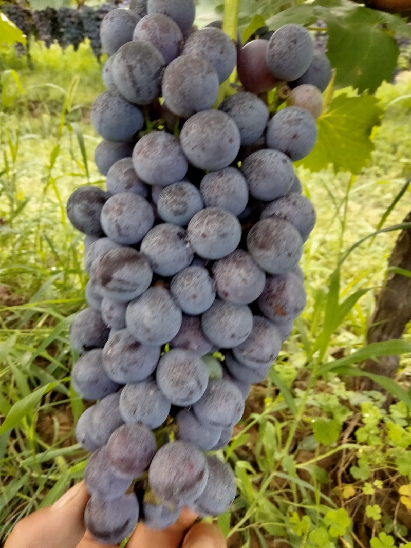 夏黑葡萄大量上市，颗粒大，口感好