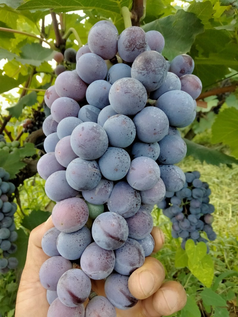 夏黑葡萄大量上市，颗粒大，口感好
