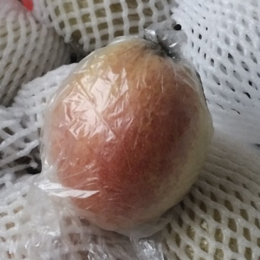 山东阳信县梨七号，媚梨，皮薄肉厚，甘甜多汁。万亩梨园，