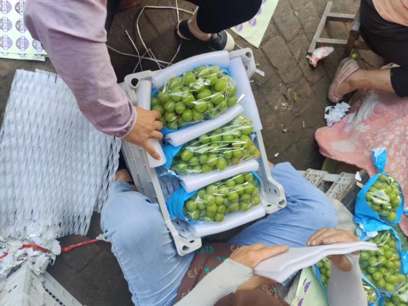 【热销】河北精品阳光玫瑰大量上市糖度高串行均匀欢迎采