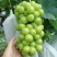【热销】河北精品阳光玫瑰大量上市糖度高串行均匀欢迎采