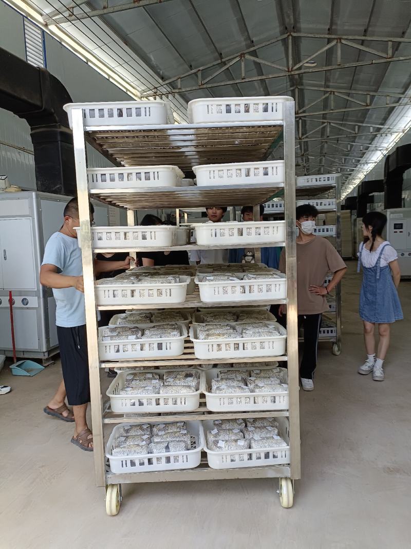 金耳菌包，菌丝都已长好发货，价格优美，量大从优！