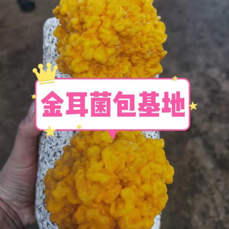 金耳菌包，菌丝都已长好发货，价格优美，量大从优！
