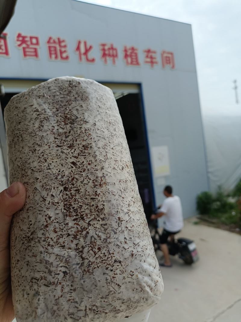 金耳菌包，菌丝都已长好发货，价格优美，量大从优！