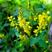 草木樨种子绿肥黄花苜蓿草木犀夏季耐热耐旱护坡蜜源种子