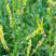 草木樨种子绿肥黄花苜蓿草木犀夏季耐热耐旱护坡蜜源种子