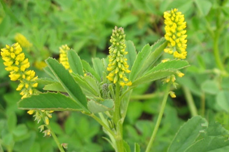 草木樨种子绿肥黄花苜蓿草木犀夏季耐热耐旱护坡蜜源种子