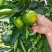 橘子早熟大分