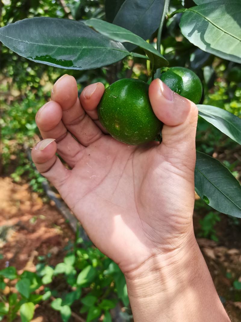 橘子早熟大分