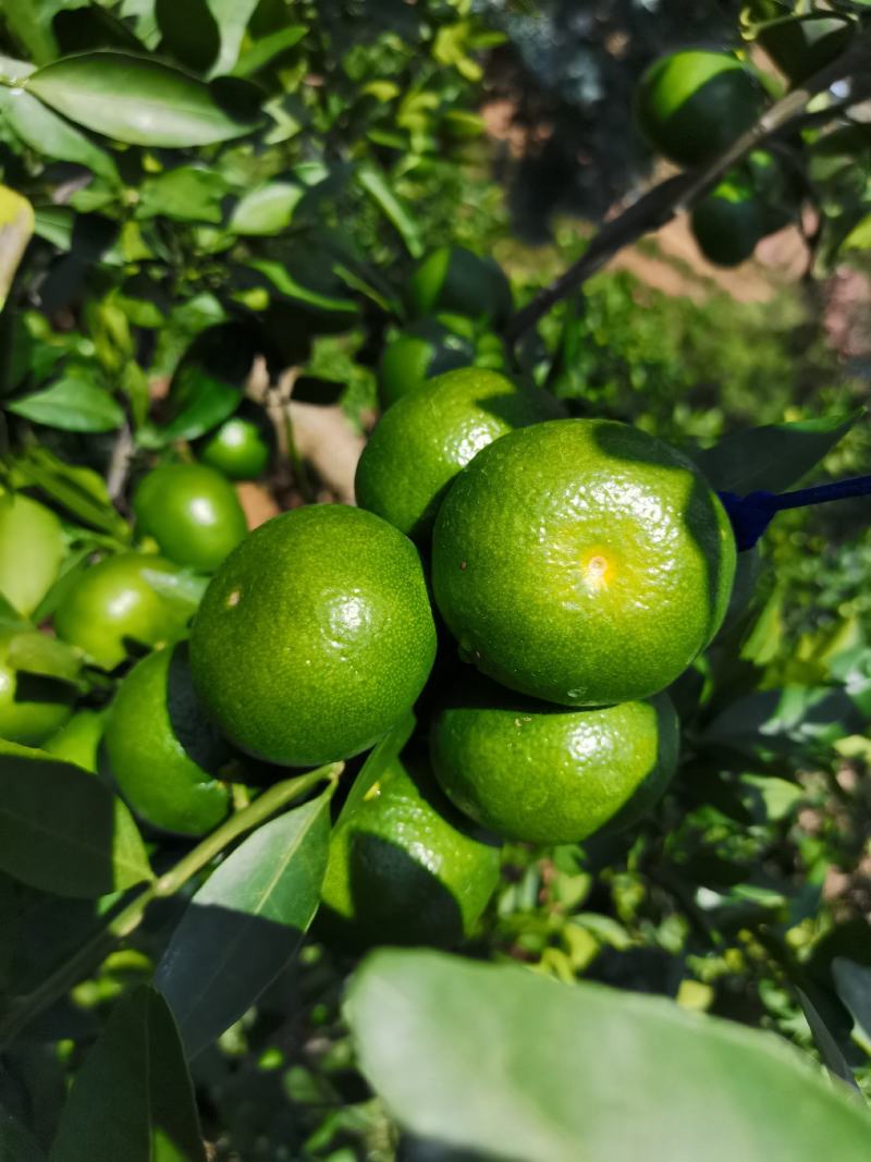 橘子早熟大分