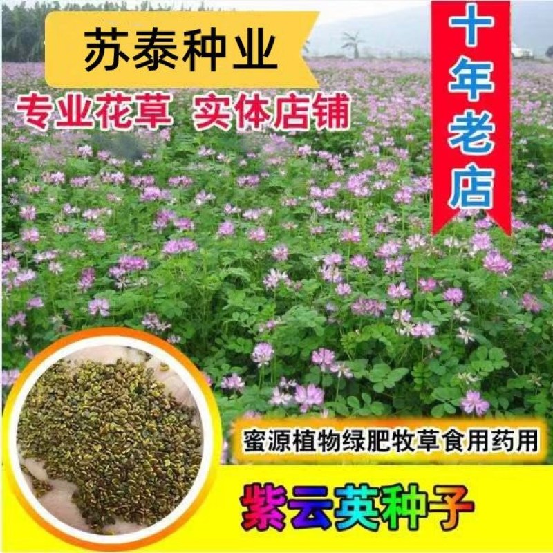 紫云英种子果园绿肥批发实体经营量大优惠
