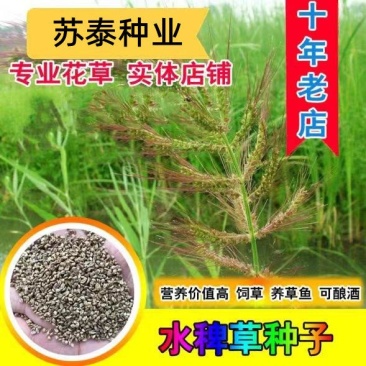 水稗草种子小米草种子水草种子鱼虾蟹养殖牧草量大优惠