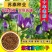 紫花苜蓿种子全国发货量大优惠品质保证