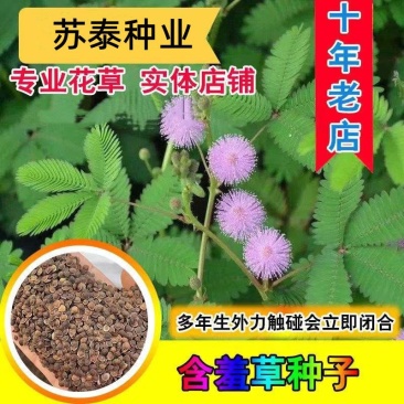 四季含羞草种子种籽小盆栽植物室内绿植草籽草种趣味害羞