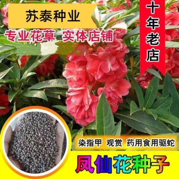凤仙花种子花种室内阳台四季开花易种易活花种花卉盆栽鲜花种