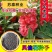 凤仙花种子花种室内阳台四季开花易种易活花种花卉盆栽鲜花种