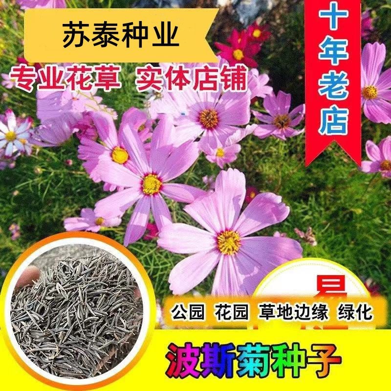 矮杆波斯菊种子格桑花种子四季易种庭院阳台种子景观花海