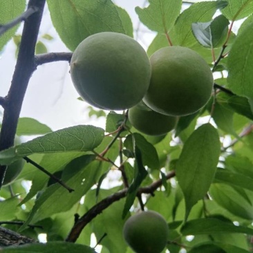 优质青梅苗，量大从优