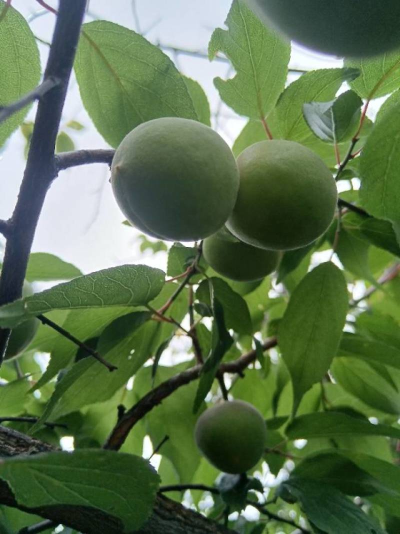 优质青梅苗，量大从优