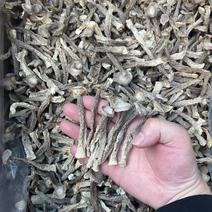 贵州产地鹿茸菇大批量有货一手货源价格