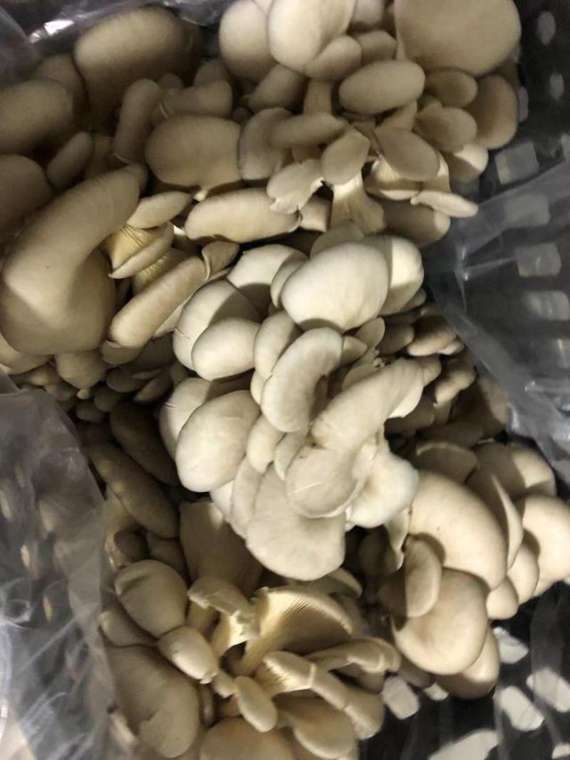 贵州基地种植平菇冬菇一手货源品质优美量大