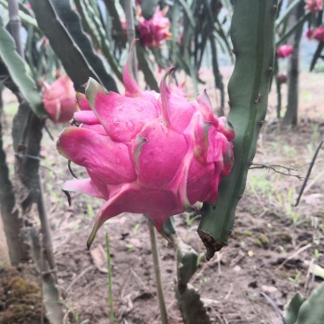 红心火龙果