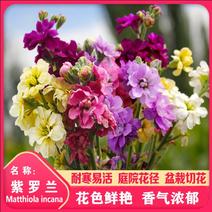 紫罗兰种子花种子园林绿化四季易种易活花卉开花不断