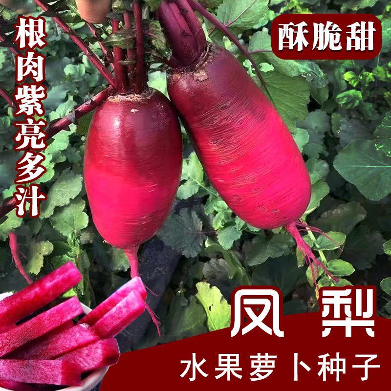 凤梨水果萝卜种子，100粒.红皮红心，酥脆美味