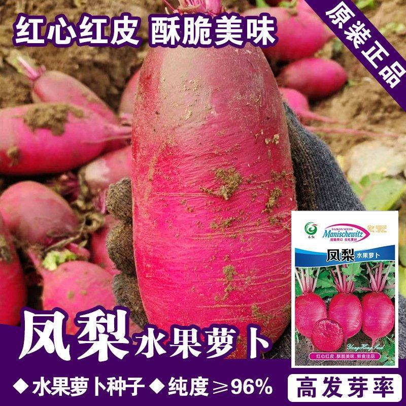 凤梨水果萝卜种子，100粒.红皮红心，酥脆美味