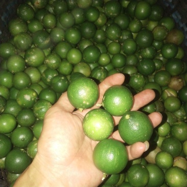 青柠檬！现摘现发