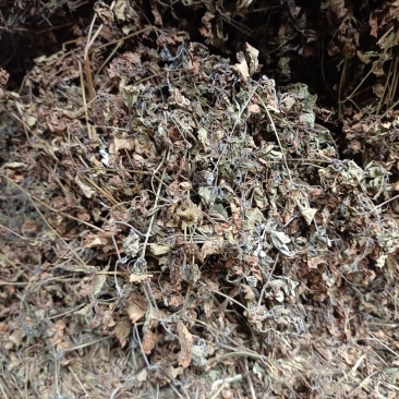 中草药:苦玄参（苦草）基地种植