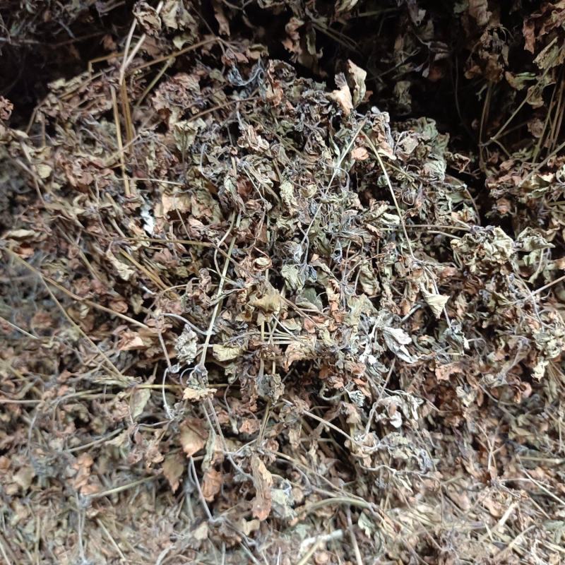 中草药:苦玄参（苦草）基地种植