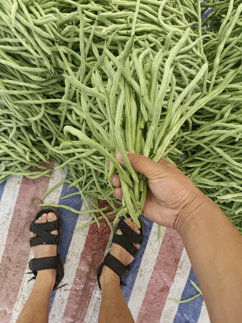 壶关豆王大量上市脱水豆质量漂亮