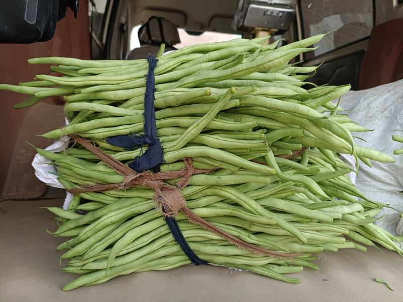 壶关豆王大量上市脱水豆质量漂亮