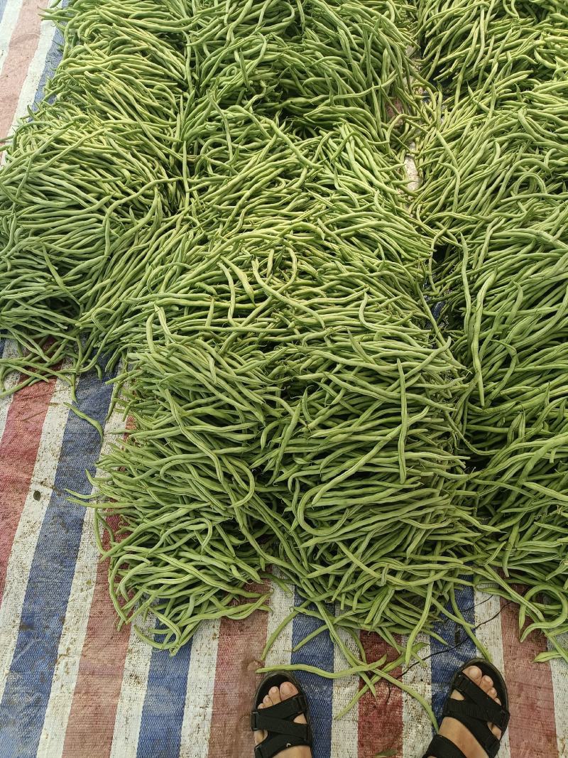 壶关豆王大量上市脱水豆质量漂亮