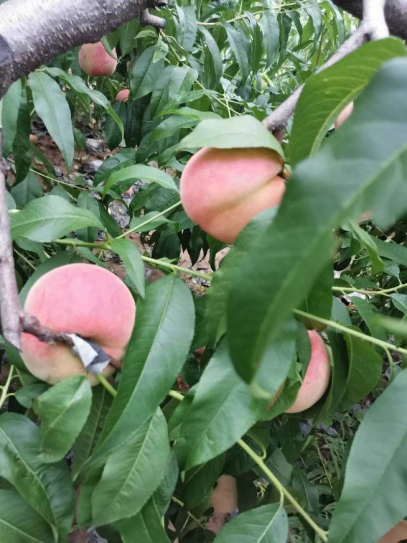 陕西各种毛桃，