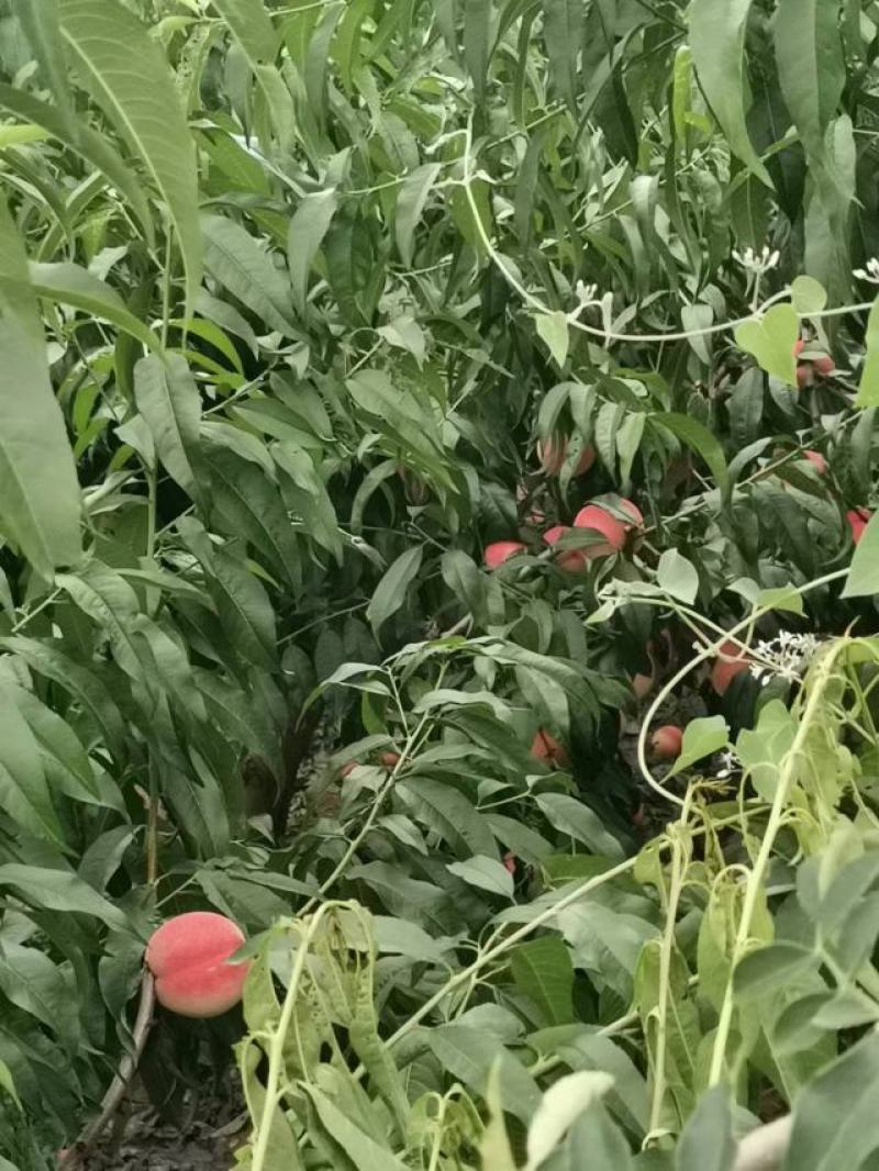 陕西各种毛桃，