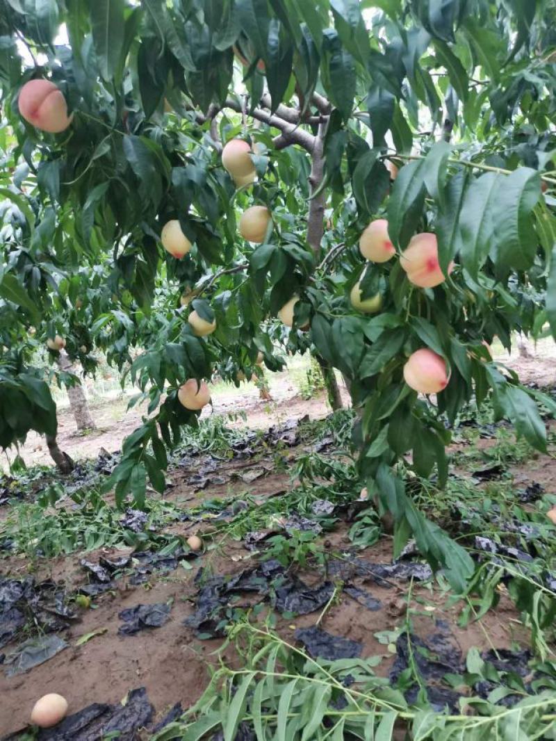 陕西各种毛桃，