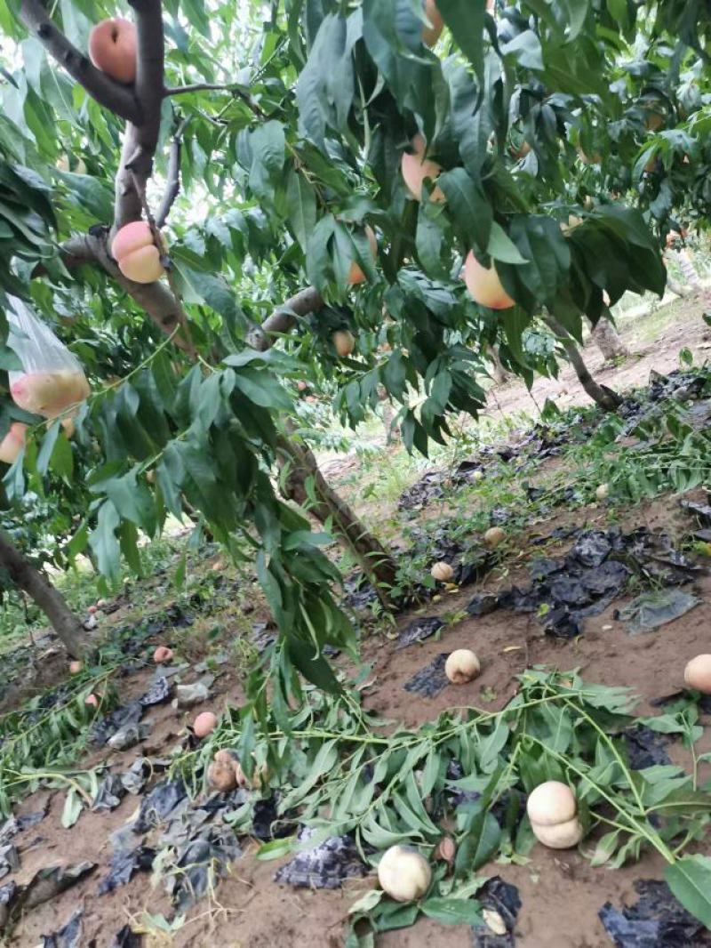陕西各种毛桃，