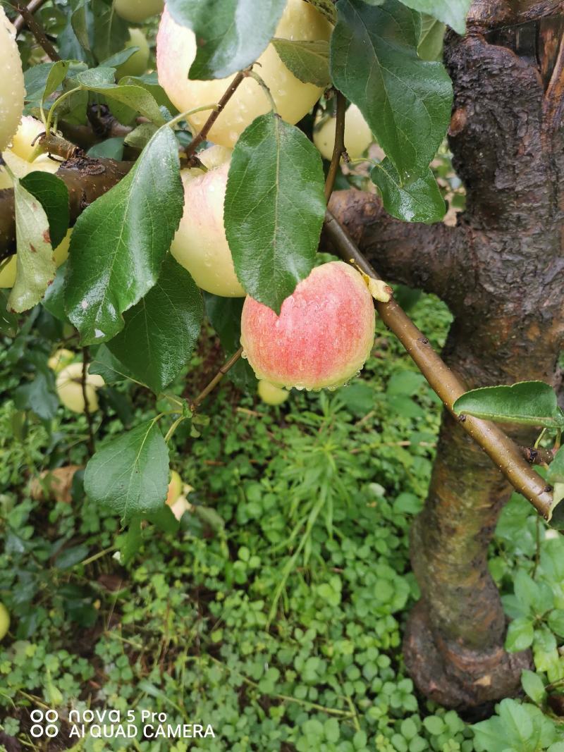 华硕